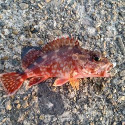 アジもガシラも小さい